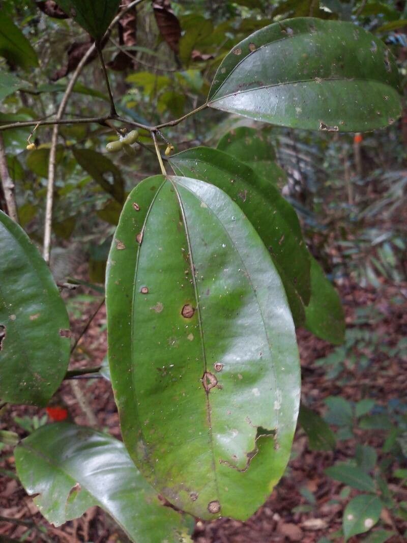 Catuaba: Uma Planta Medicinal Versátil | YLÊ AXÉ - Palácio dos Orixás ...